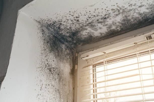 Affordable Attic Mold Remediation solutions in Cooksville, MD