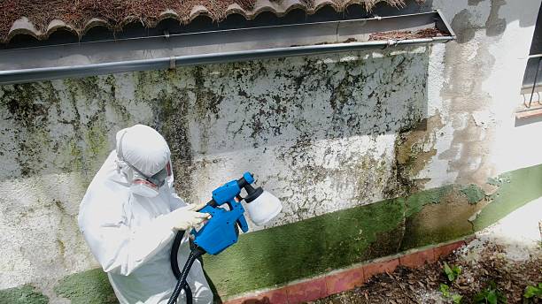 Top rated local Attic Mold Remediation specialists in Cooksville, MD